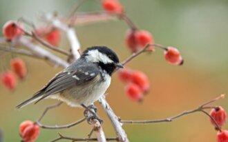 spirituele betekenis koolmees-droom betekenis koolmees-zensitivity.nl