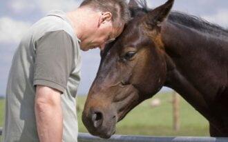 spirituele betekenis paard-zensitivity