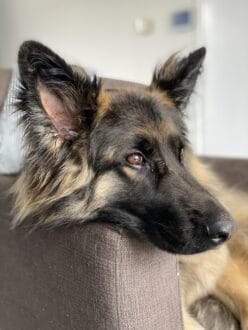 Wat is de spirituele betekenis van de hond - betekenis hond-droom hond