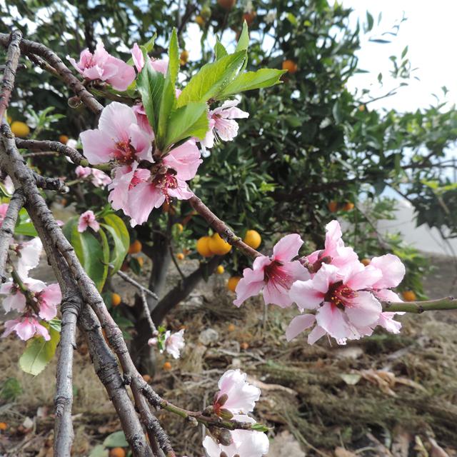 Casita La Huerta II - inclusief huurauto – Spanje | Zensitivity Casita La Huerta II - inclusief huurauto – Spanje - Afbeelding 4